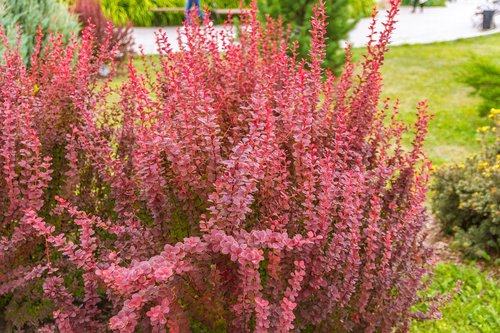 flowers  plants  garden