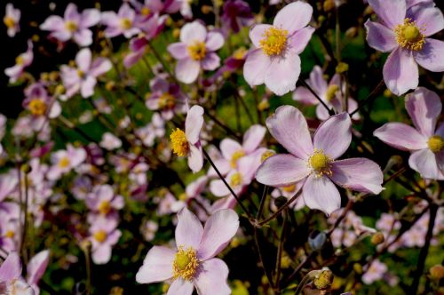 flowers bloom pink flowers