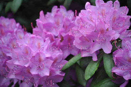 flowers  rhododendron  bush
