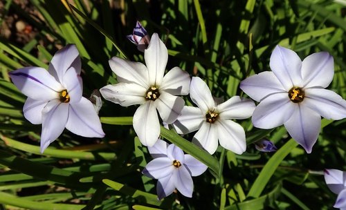 flowers  spring  bulbs