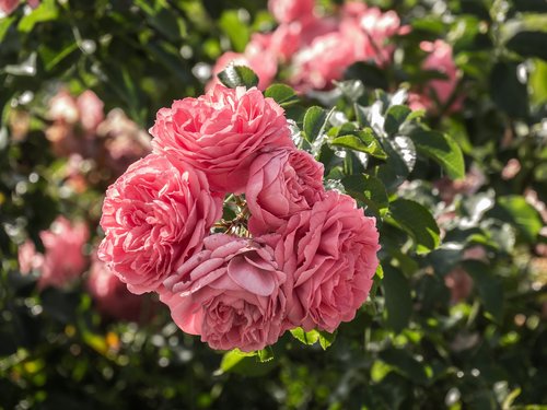 flowers  roses  rosebush