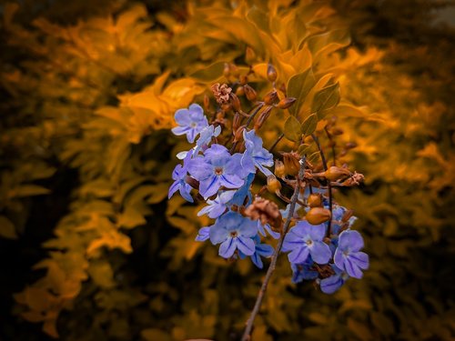 flowers  nature  plants