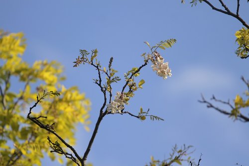 flowers  sky background  spring