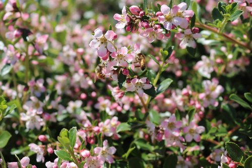 flowers  bees  summer