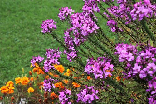 flowers  lilac  plant