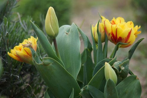 flowers  spring  colors