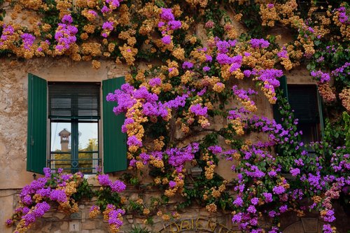 flowers  wall  window