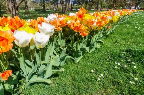 flowers  garden  tulips