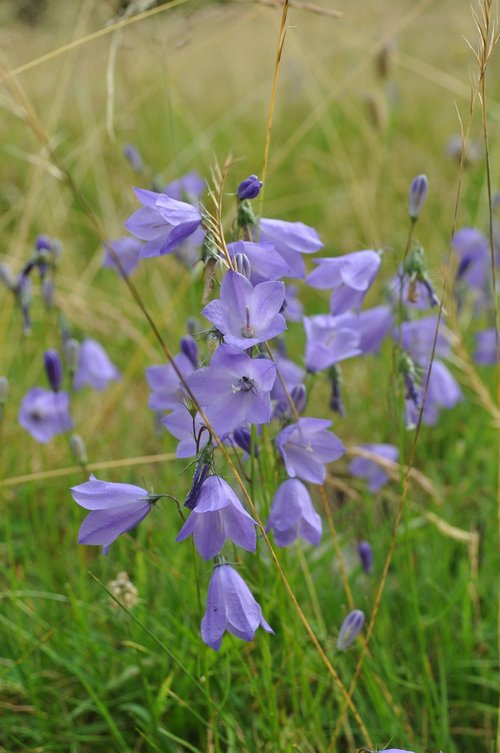 flowers  bluebells  mountain