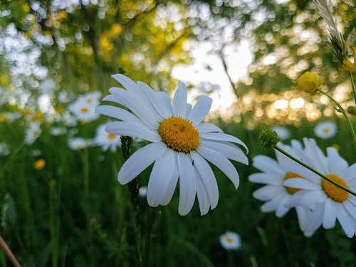 flowers  nature  flower