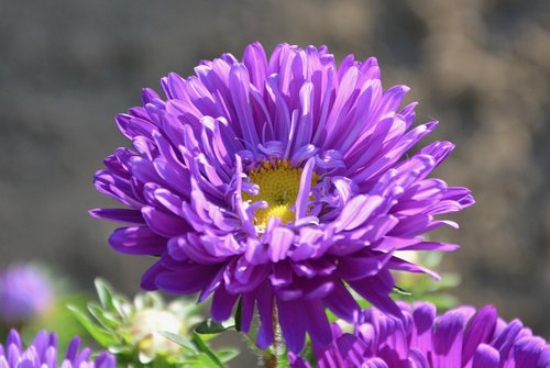 flowers  purple flower  petals