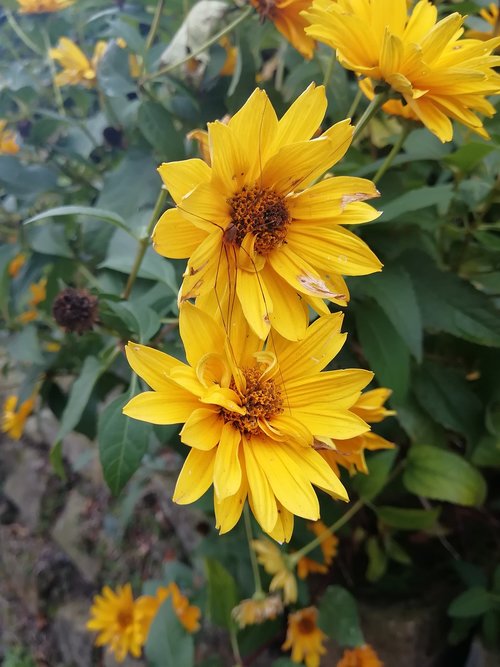 flowers  yellow  garden