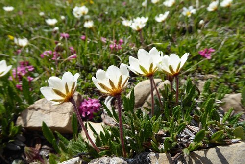 flowers  mountain  nature