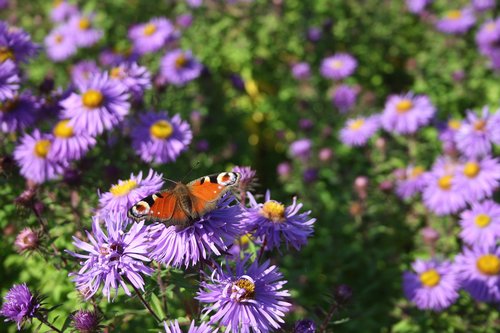 flowers  butterfly  blossom