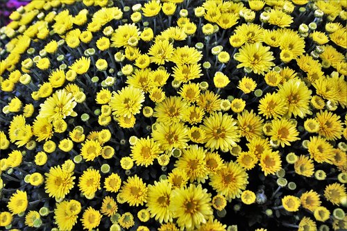 flowers  yellow  chrysanthemum