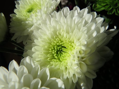 flowers  chrysanthemums  white