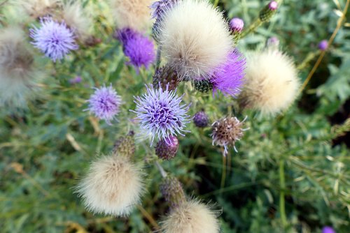 flowers  wild  spring