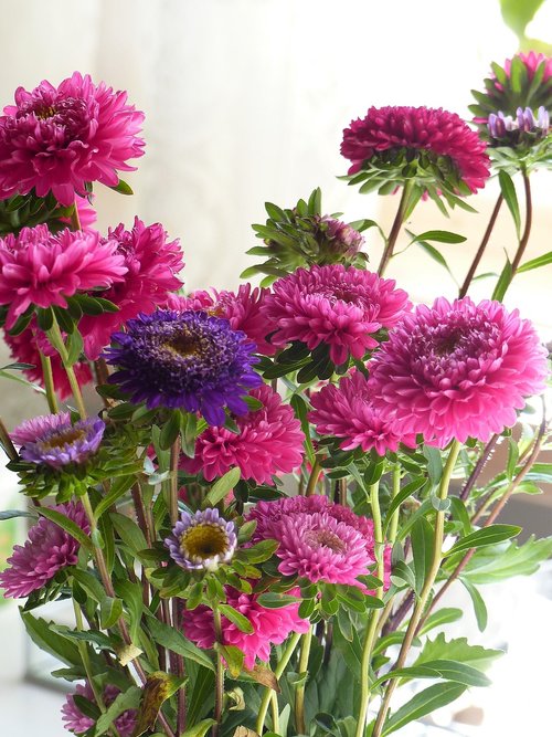 flowers  aster  colors