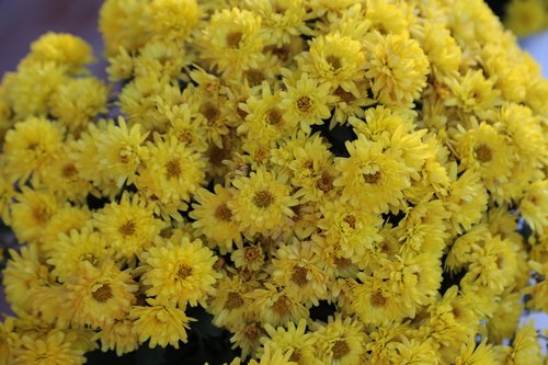 flowers  yellow  texture