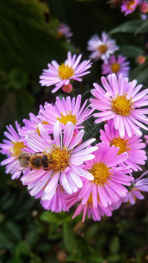 flowers  violet  lilac