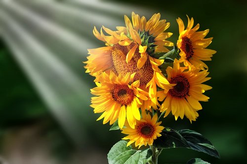 flowers  light beam  sunflower