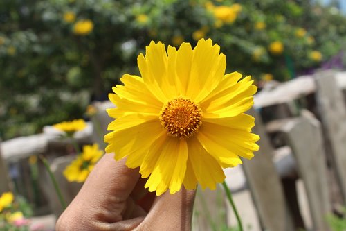 flowers  yellow  hand