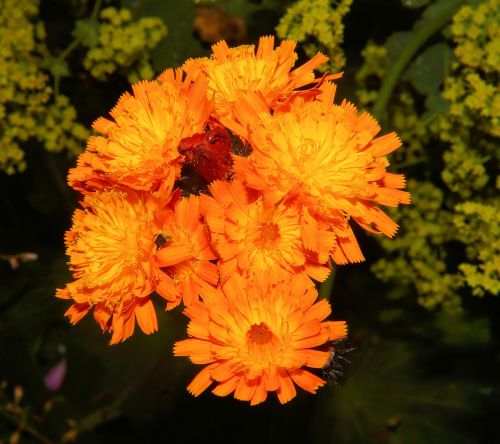 flowers close orange