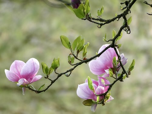 flowers  summer  nature