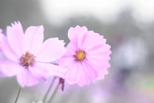 flowers  pink  pair