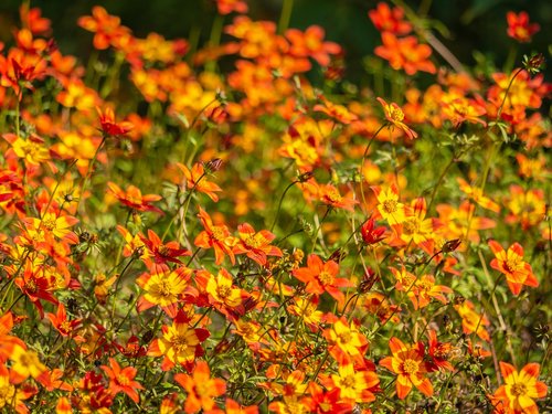 flowers  colorful  garden