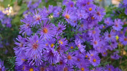 flowers  garden  purple