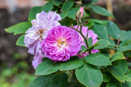 flowers  pink roses  flower