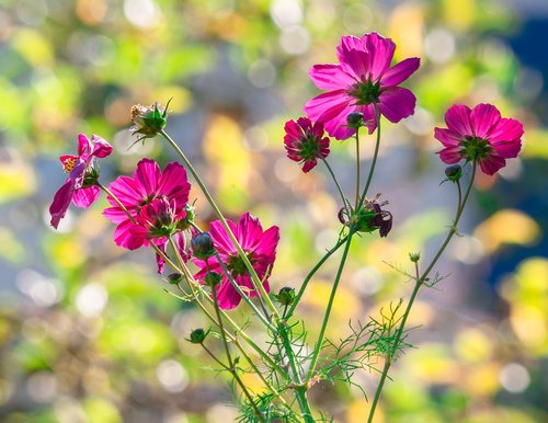 flowers  cosmea  bright