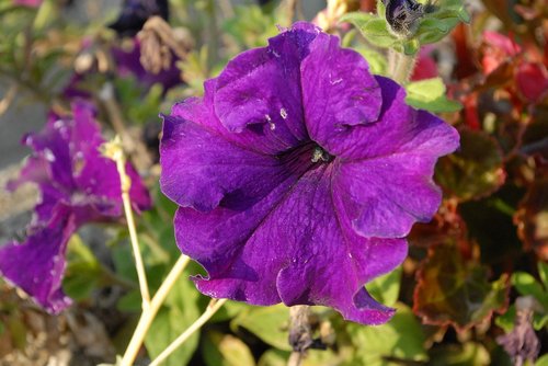 flowers  petunias  garden