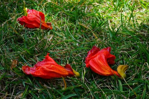 flowers red african tulpenbaum