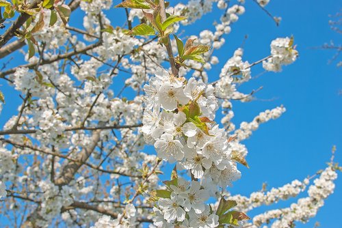 flowers  cherry blossom  spring
