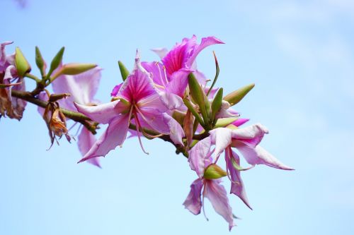 flowers pink tree