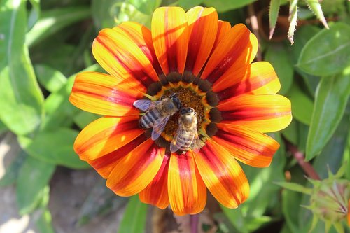 flowers  bees  pollen