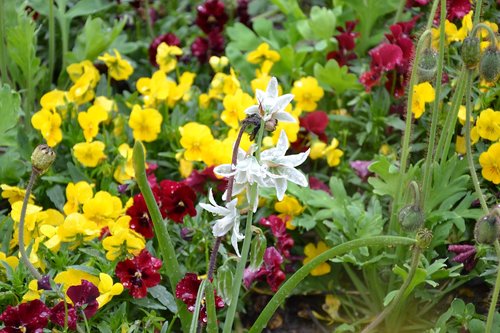 flowers  pansy  nature