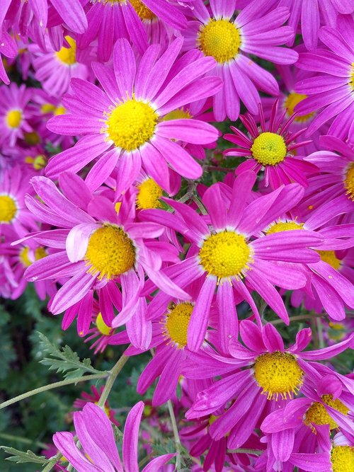 flowers  yellow  autumn