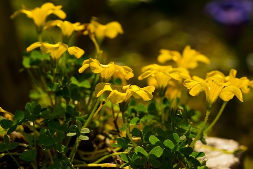 flowers  yellow  macro