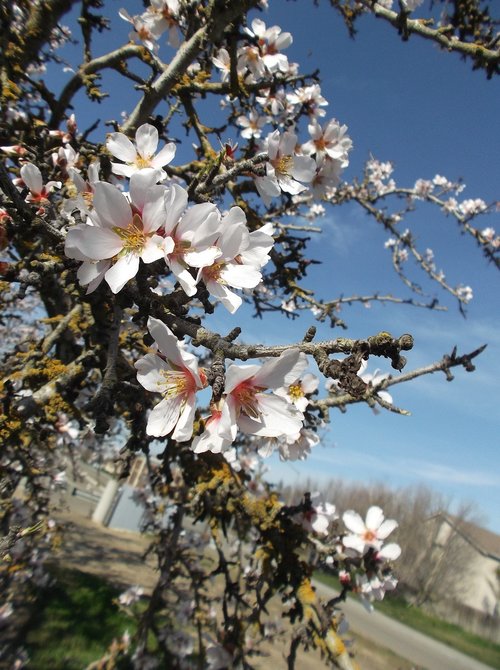 flowers  blossoms  spring