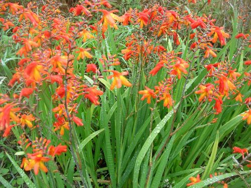 flowers wild field