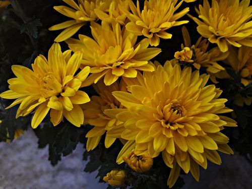 flowers  yellow  flower