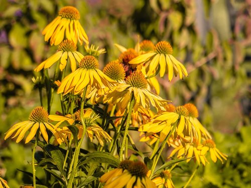 flowers  coneflower  garden plant