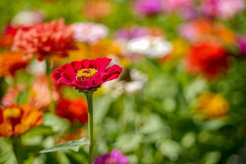 flowers  color  garden