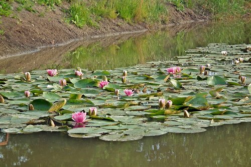 flowers  water lilies  pond