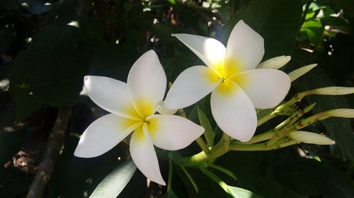 flowers  white  nature