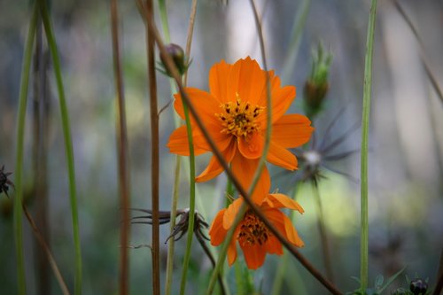 flowers  cosmea  orange