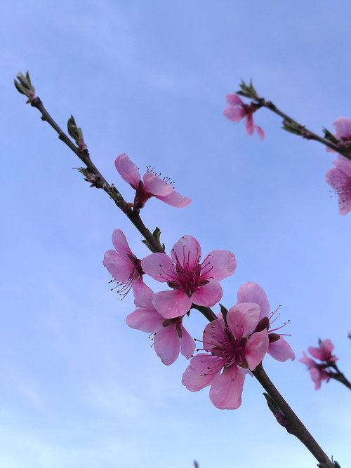 flowers  flower  pink